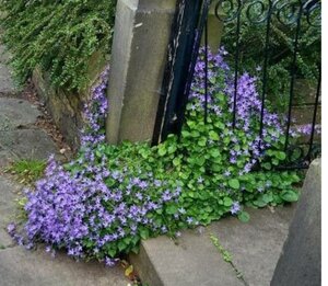 Campanula poscharskyana geen maat specificatie 0,55L/P9cm - afbeelding 5
