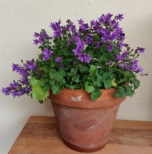 Campanula poscharskyana geen maat specificatie 0,55L/P9cm - afbeelding 6
