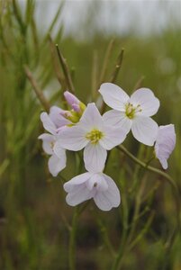 Cardamine pratensis geen maat specificatie 0,55L/P9cm