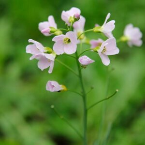 Cardamine pratensis geen maat specificatie 0,55L/P9cm - afbeelding 4