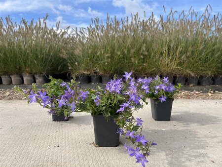 Campanula posch. 'Stella' geen maat specificatie 0,55L/P9cm - afbeelding 4