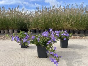 Campanula posch. 'Stella' geen maat specificatie 0,55L/P9cm - afbeelding 4