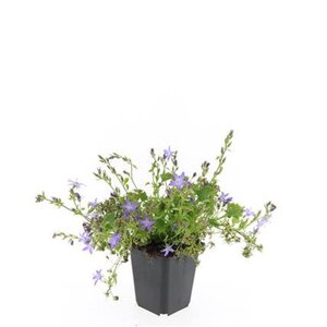 Campanula posch. 'Stella' geen maat specificatie 0,55L/P9cm - afbeelding 3