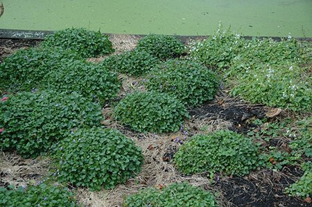 Campanula posch. 'Stella' geen maat specificatie 0,55L/P9cm - afbeelding 4
