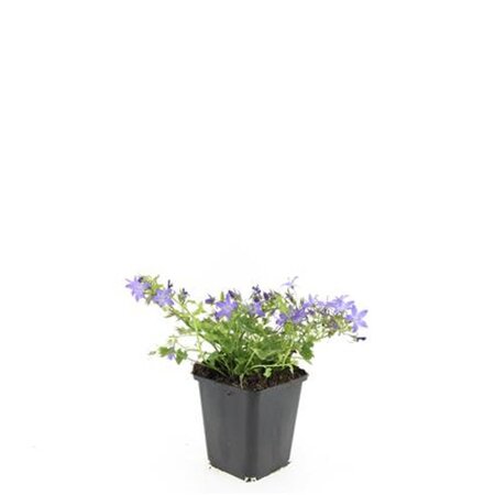 Campanula posch. 'Stella' geen maat specificatie 0,55L/P9cm - afbeelding 9