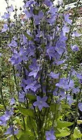 Campanula pyramidalis geen maat specificatie 0,55L/P9cm