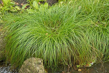 Carex remota geen maat specificatie 0,55L/P9cm - afbeelding 2