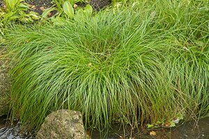 Carex remota geen maat specificatie 0,55L/P9cm - image 2