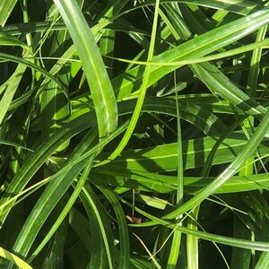 Carex oshim. 'Ribbon Falls' geen maat specificatie 0,55L/P9cm - image 2