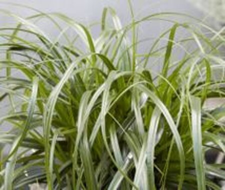 Carex oshim. 'Ribbon Falls' geen maat specificatie 0,55L/P9cm - image 3