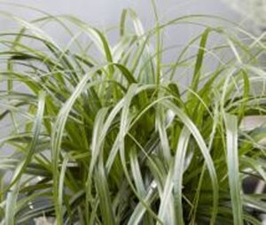 Carex oshim. 'Ribbon Falls' geen maat specificatie 0,55L/P9cm - image 3