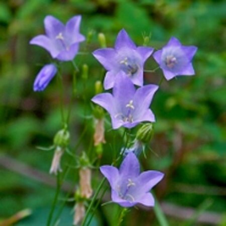 Campanula rotundifolia geen maat specificatie 0,55L/P9cm - afbeelding 5