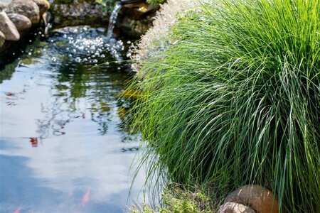 Carex paniculata geen maat specificatie 0,55L/P9cm