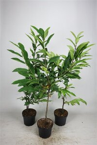 Castanea sativa 100-125 cm cont. 5,0L