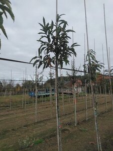 Castanea sativa 10-12 Hoogstam wortelgoed - afbeelding 7