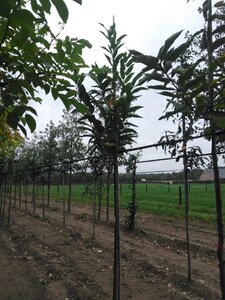 Castanea sativa 12-14 Hoogstam wortelgoed 2 X verplant - afbeelding 5