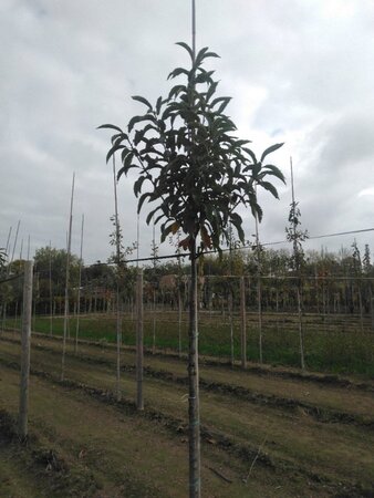 Castanea sativa 12-14 Hoogstam wortelgoed 2 X verplant - afbeelding 6