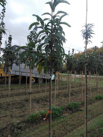 Castanea sativa 6-8 Hoogstam wortelgoed - afbeelding 5