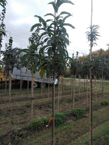 Castanea sativa 6-8 Hoogstam wortelgoed - afbeelding 5