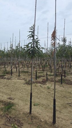 Castanea sativa 6-8 Hoogstam wortelgoed - afbeelding 4