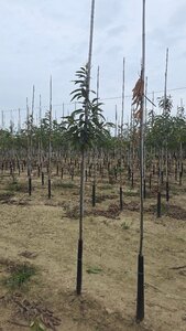 Castanea sativa 6-8 Hoogstam wortelgoed - afbeelding 4