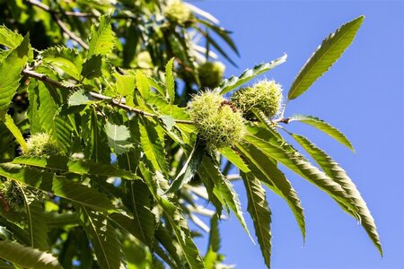Castanea sativa 6-8 STA BR - image 2