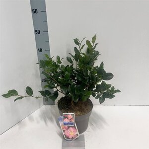 Camellia sas. 'Cleopatra' 30-40 cm cont. 3,0L