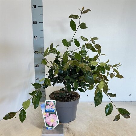 Camellia sas. 'Cleopatra' 30-40 cm cont. 3,0L - afbeelding 2