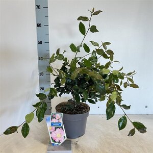 Camellia sas. 'Cleopatra' 30-40 cm cont. 3,0L - afbeelding 2