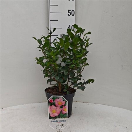 Camellia sas. 'Cleopatra' 30-40 cm cont. 3,0L