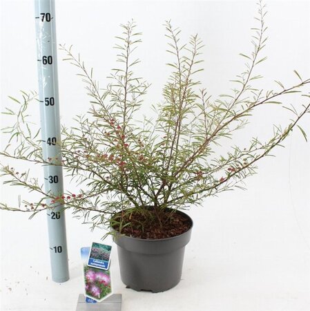 Calliandra surina. 'Dixie Pink' 30-40 cm cont. 5,0L - afbeelding 1