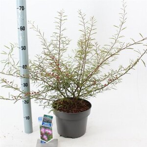 Calliandra surina. 'Dixie Pink' 30-40 cm cont. 5,0L