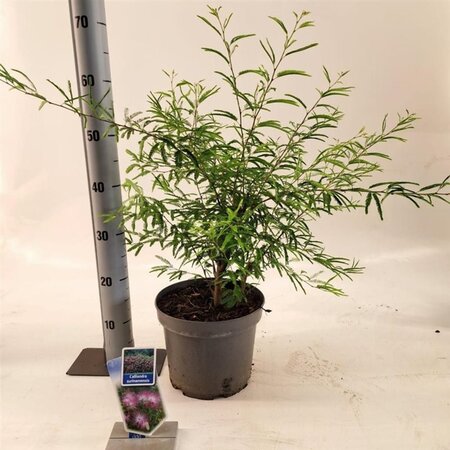 Calliandra surina. 'Dixie Pink' 30-40 cm cont. 5,0L - afbeelding 2
