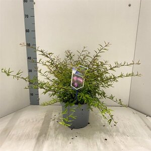 Calliandra surina. 'Dixie Pink' 30-40 cm cont. 5,0L - afbeelding 3