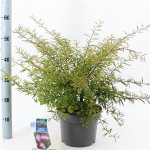 Calliandra surina. 'Dixie Pink' 30-40 cm cont. 5,0L - afbeelding 4