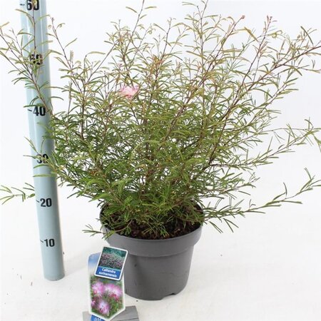 Calliandra surina. 'Dixie Pink' 30-40 cm cont. 5,0L - afbeelding 5