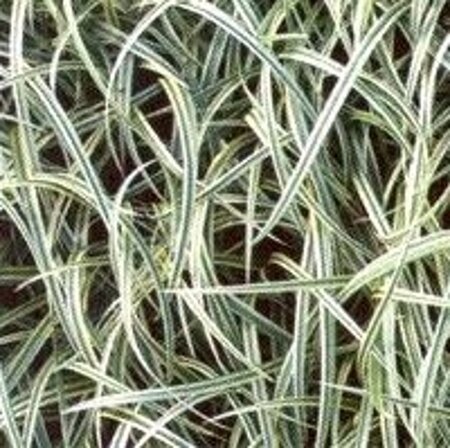 Carex 'Silver Sceptre' geen maat specificatie 0,55L/P9cm - afbeelding 2