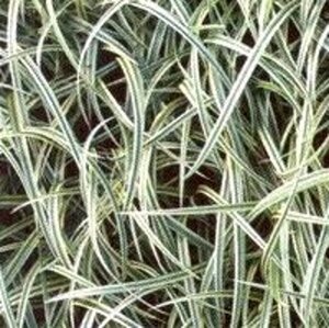 Carex 'Silver Sceptre' geen maat specificatie 0,55L/P9cm - afbeelding 2