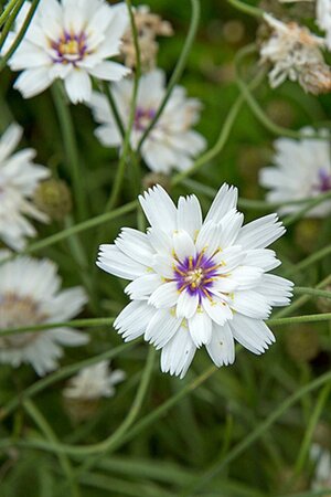 Catananche caerulea 'Alba' geen maat specificatie 0,55L/P9cm