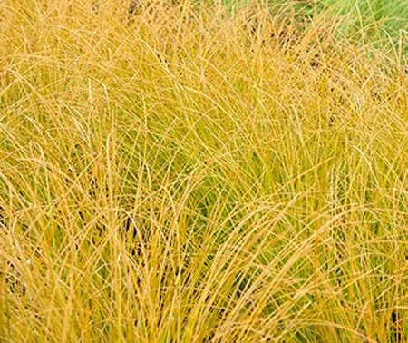 Carex testacea geen maat specificatie 0,55L/P9cm - afbeelding 3