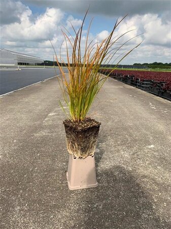 Carex testacea 'Prairie Fire' geen maat specificatie 0,55L/P9cm - image 5