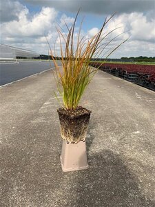 Carex testacea 'Prairie Fire' geen maat specificatie 0,55L/P9cm - image 5