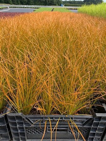 Carex testacea 'Prairie Fire' geen maat specificatie 0,55L/P9cm - image 6
