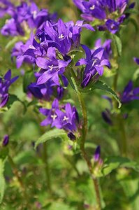 Campanula trachelium geen maat specificatie 0,55L/P9cm - afbeelding 1