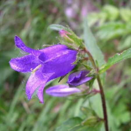 Campanula trachelium geen maat specificatie 0,55L/P9cm - afbeelding 2
