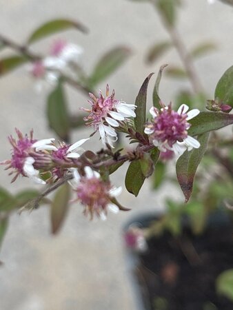 Centaurea atropurpurea geen maat specificatie 0,55L/P9cm - afbeelding 1