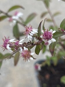 Centaurea atropurpurea geen maat specificatie 0,55L/P9cm