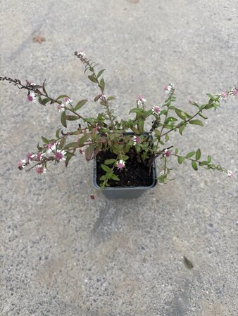 Centaurea atropurpurea geen maat specificatie 0,55L/P9cm - afbeelding 2