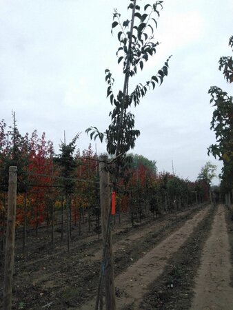 Celtis australis 6-8 cm wortelgoed geveerd - afbeelding 2