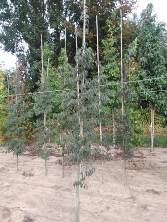 Celtis australis 6-8 cm BR feathered - image 1